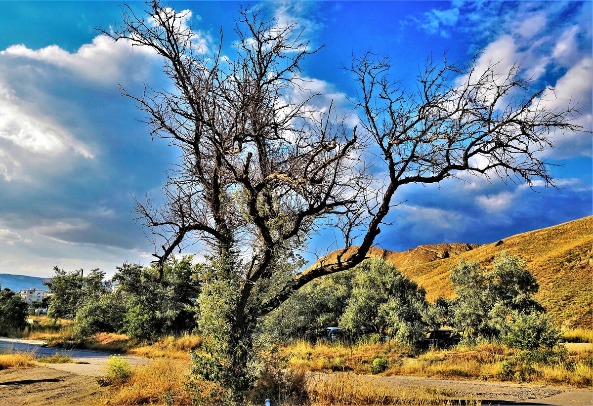 Так может выглядеть генеалогическое древо