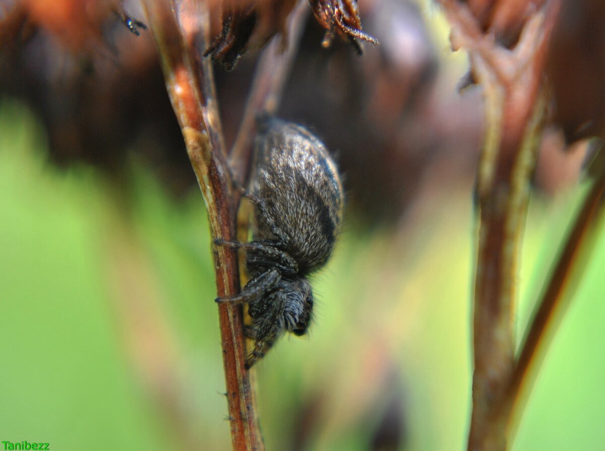 Скакунчик / Salticidae