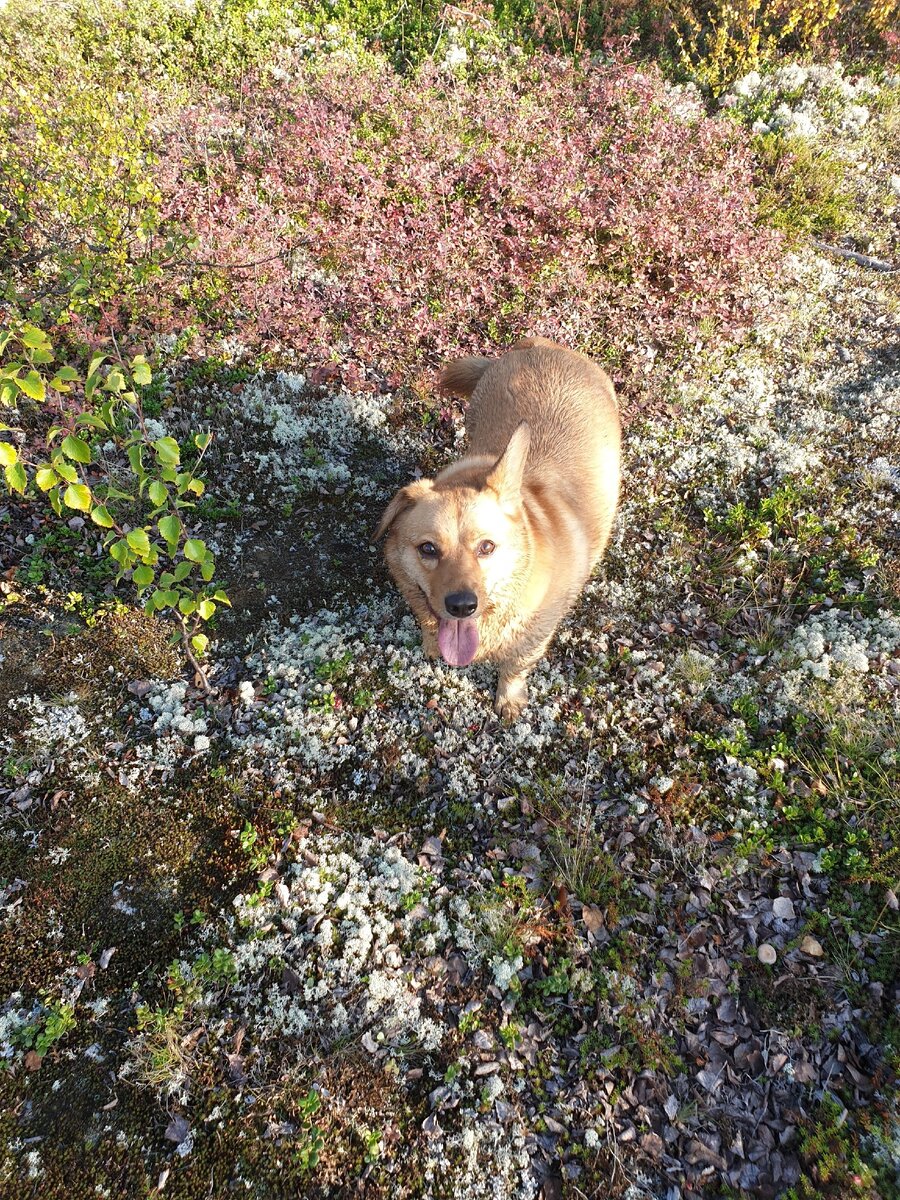 Карги - милый пёсик