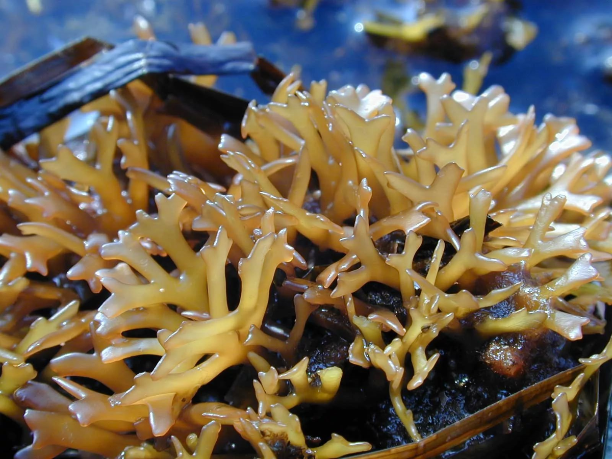 СТАБИЛИЗАТОР КАРРАГИНАН, ИЗВЕСТНЫЙ ПОД КОДОМ Е-407