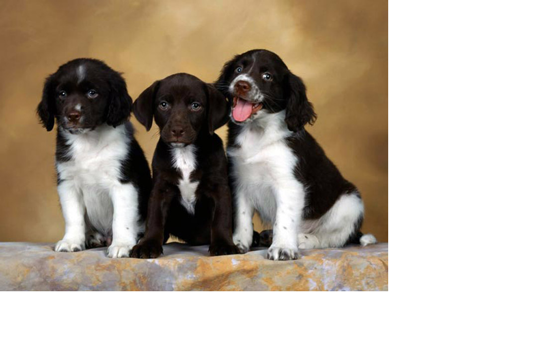 Любая собака - это ответственность. Она ложится на тебя как только ты согласился взять на себя обязанность по воспитанию щенка.