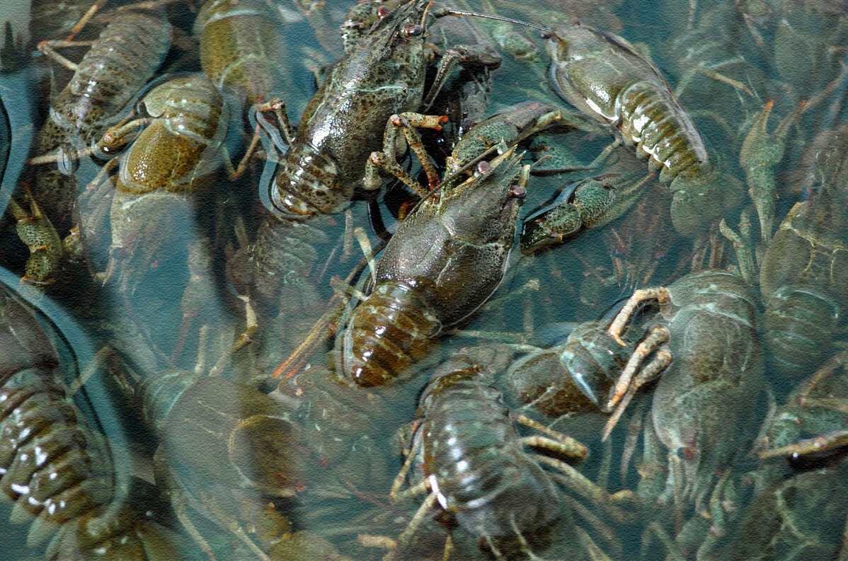 Купить легко - сохранить сложнее (раки) | Морепродукты, рыба и раки | Дзен