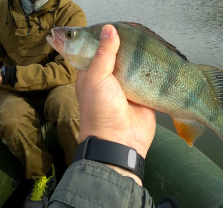 350 грамм. Классическая проводка. Чебурашка 6 грамм. Приманка Lucky John hogy hog размер 2.1 цвет болотный.