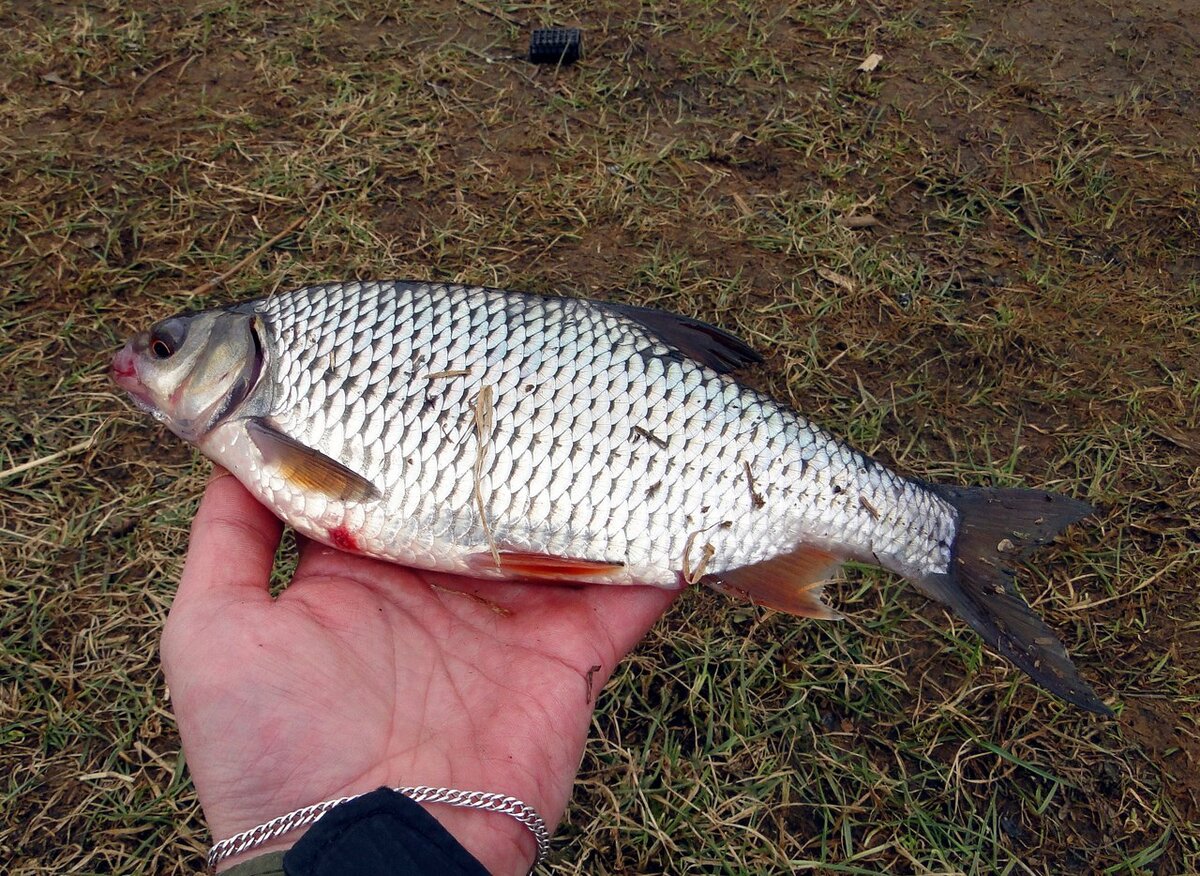 Мне кажется, что для ловли плотвы дороговато получилось!