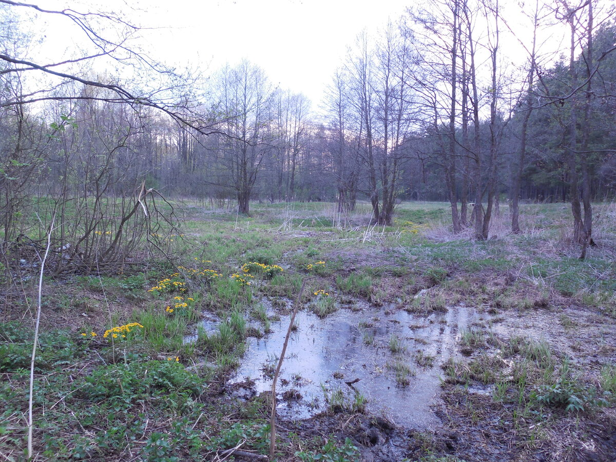 Примерно здесь всё и произошло. Только не весной, когда цветёт калужница, а летом. Рядом с переходом через ручей, который летом пересыхает