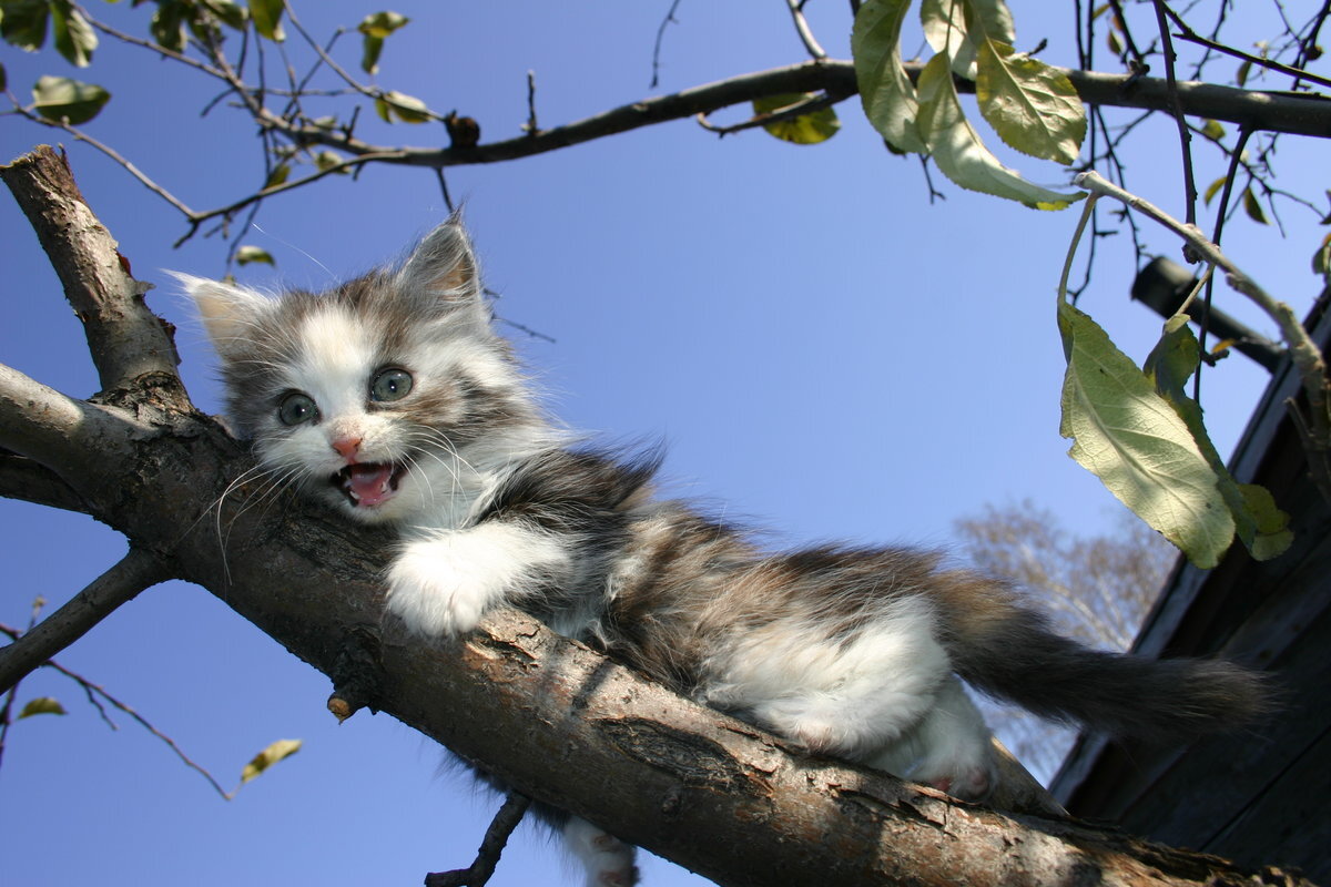 Котенок на дереве