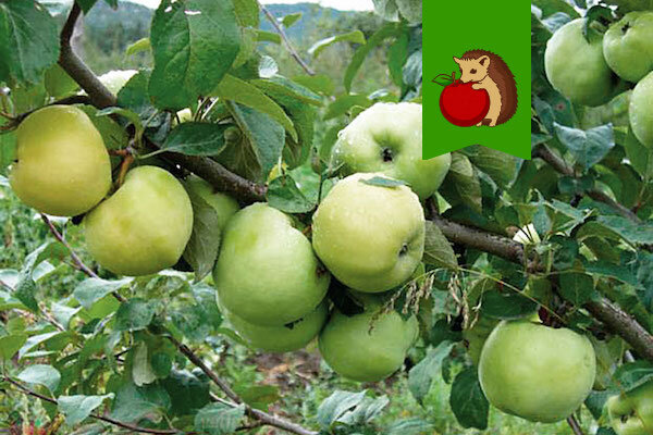 Факторы, влияющие на сроки сбора яблок