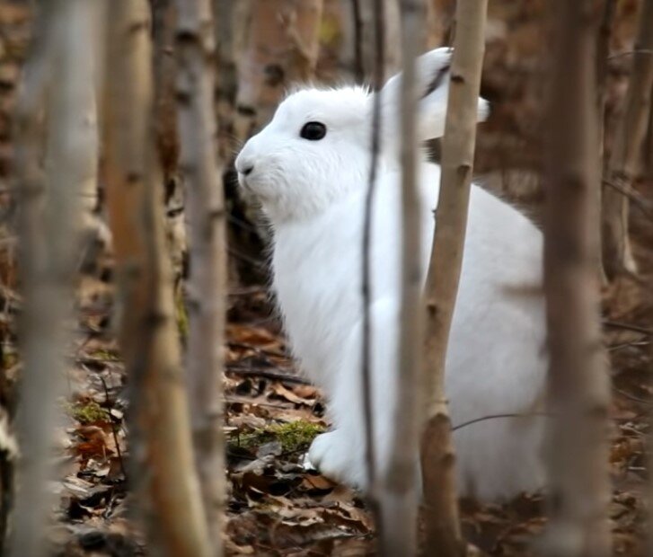 Полярный заяц. Заяц меняет шубку с серой на белую. Заяц меняет шубку на зиму. Заяц меняет белую окраску на серую.