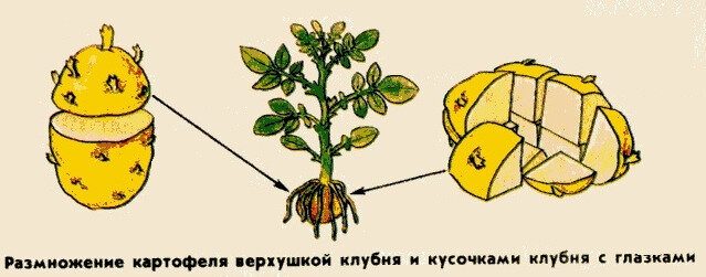 Как растет картофель в земле схема