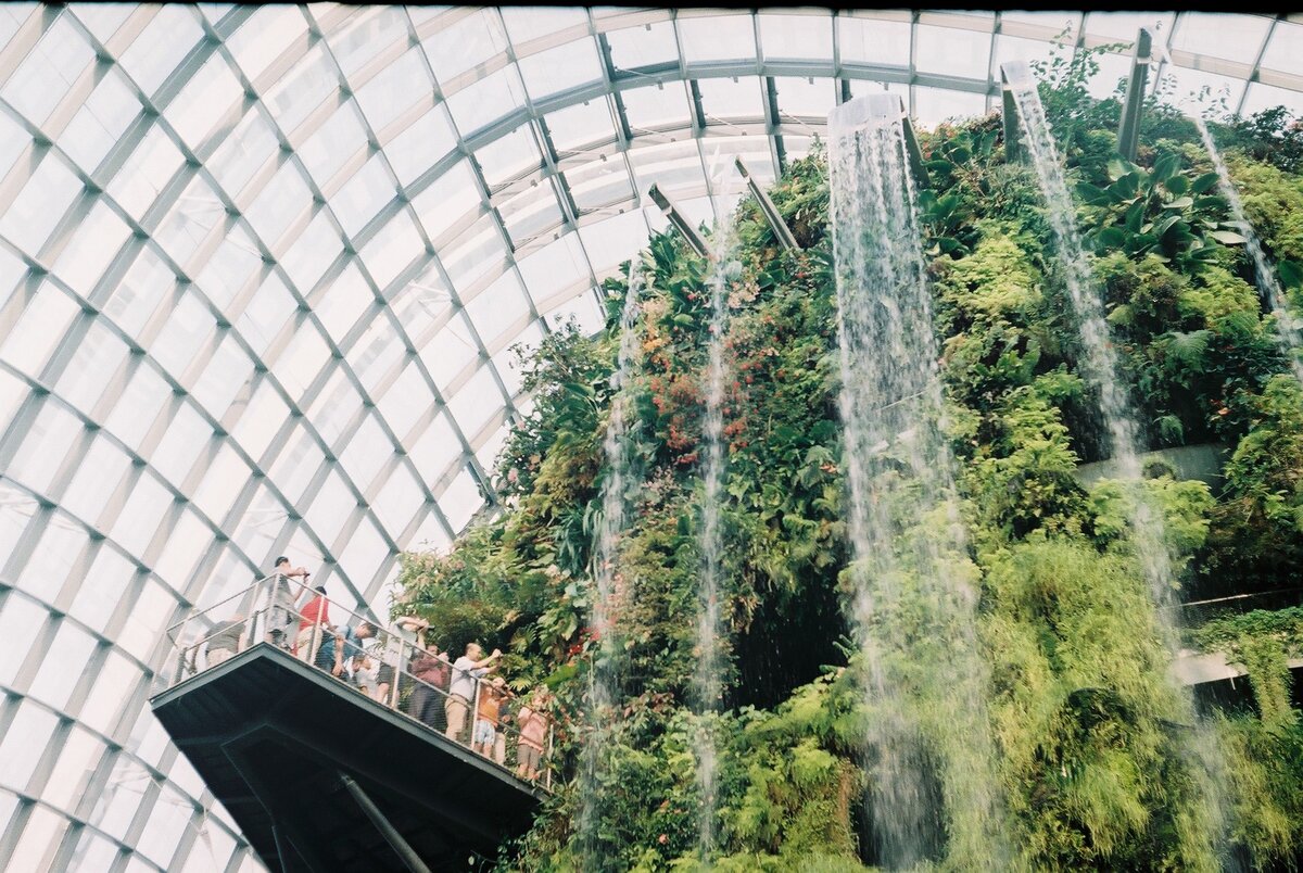 Облачный лес