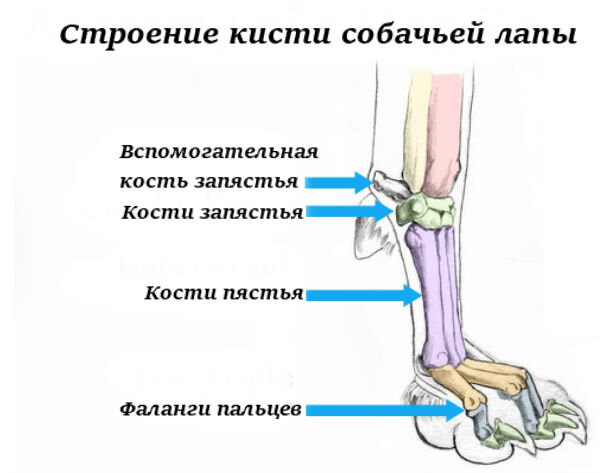 Суставы задней лапы собаки