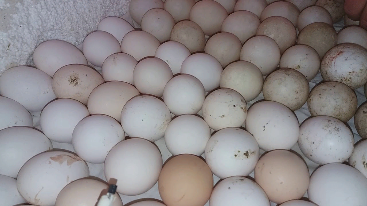 Инкубационное яйцо сколько дней. Яйца мускусных уток. Инкубационное яйцо индоутки. Инкубационные яйца гусиные Утиные. Инкубационное яйцо закладка в инкубатор.