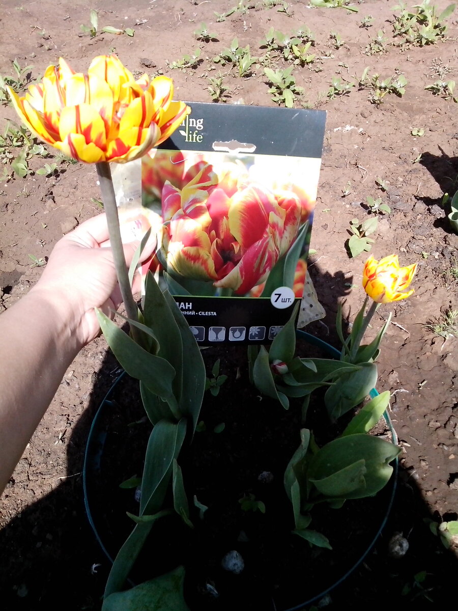 Почти похожи