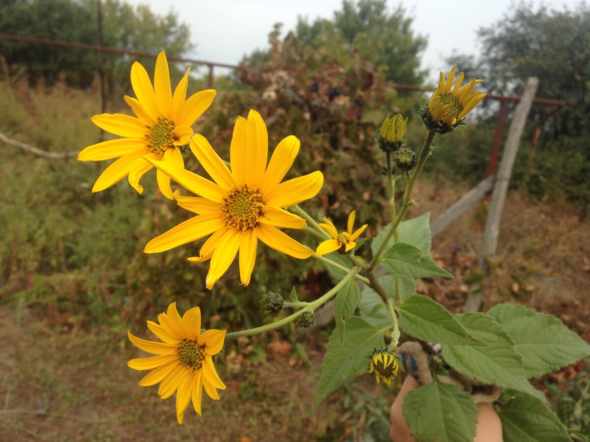 Цветущий топинамбур