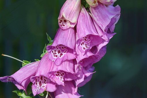 https://pixabay.com/ru/photos/наперсток-digitalis-пурпурной-4269855/
