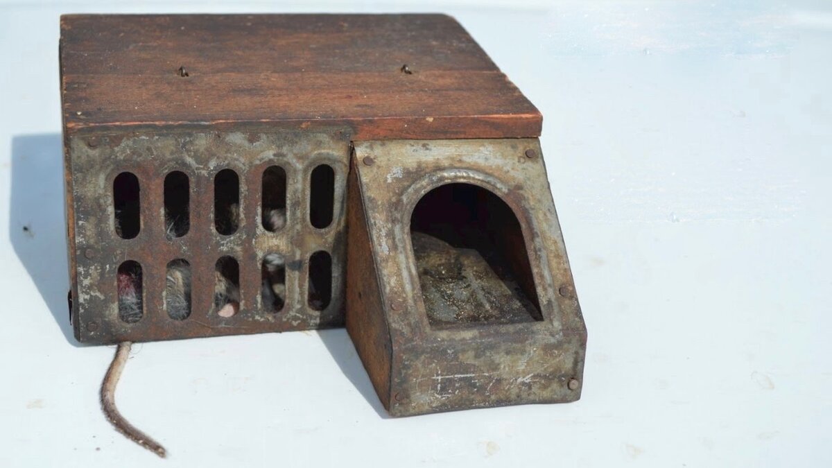 Ловушка для грызунов 1876 года. Но есть средства современней.