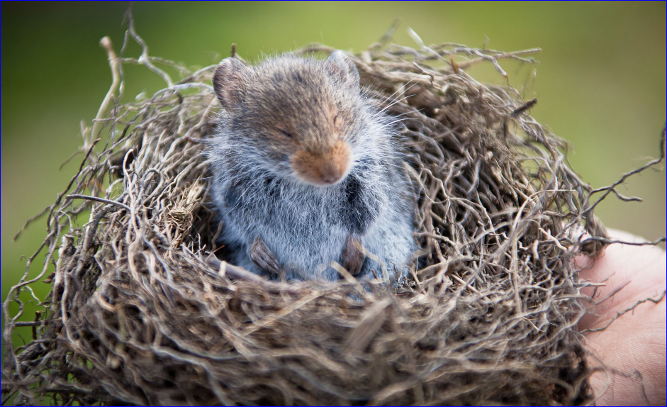 Mouse nest