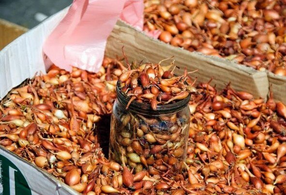 Когда сажать лук по лунному календарю и как не ошибиться в выборе срока: правила агротехники, хитрости, советы и секреты.