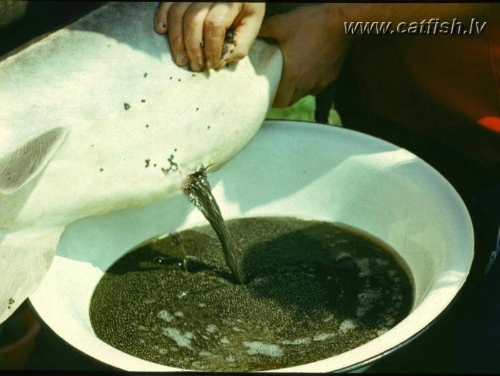 "Доят" осетров на акваферме