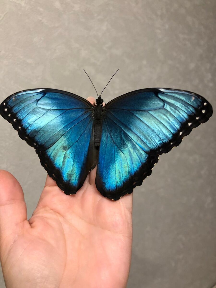 Форма для эпоксидной смолы в виде бабочки своими руками (синяя)