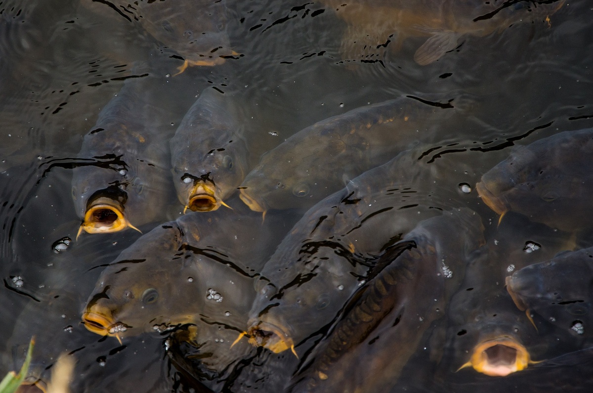 https://pixabay.com/ru/illustrations/%D0%BA%D0%B0%D1%80%D0%BF-%D1%80%D1%8B%D0%B1%D0%B0-cyprinus-%D0%BA%D0%B0%D1%80%D0%BF%D0%B8%D0%BE-%D0%B2%D0%BE%D0%B4%D1%8B-2509951/