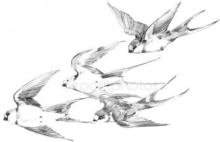 https://st2.depositphotos.com/4194635/10354/i/450/depositphotos_103542940-stock-photo-swallow-swallow-pencil-sketch-spring.jpg