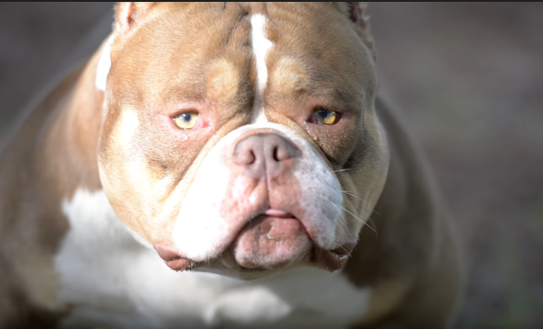 Американский Булли BOSS