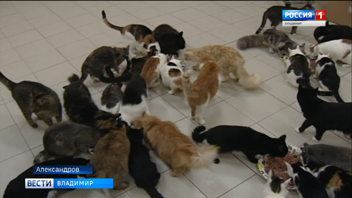 Фото "Вести-Владимир"