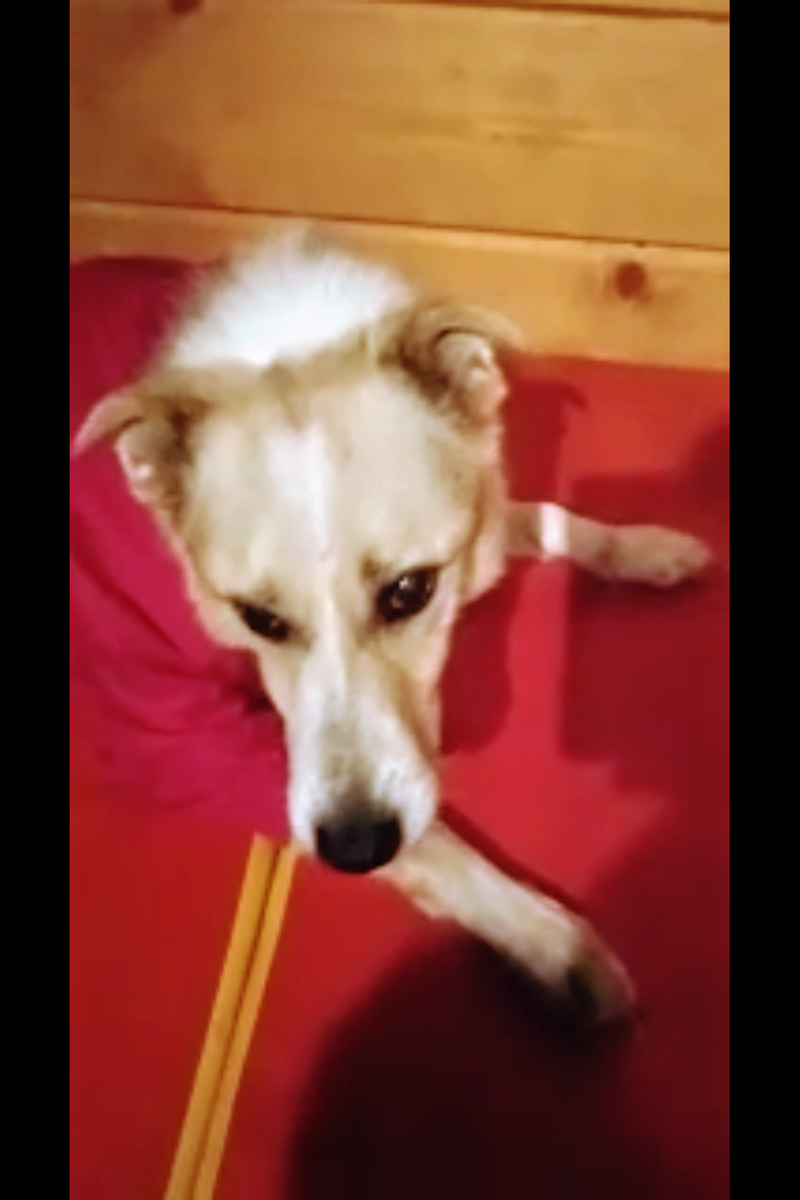 Эрик, приют солнцево , на платной передержке