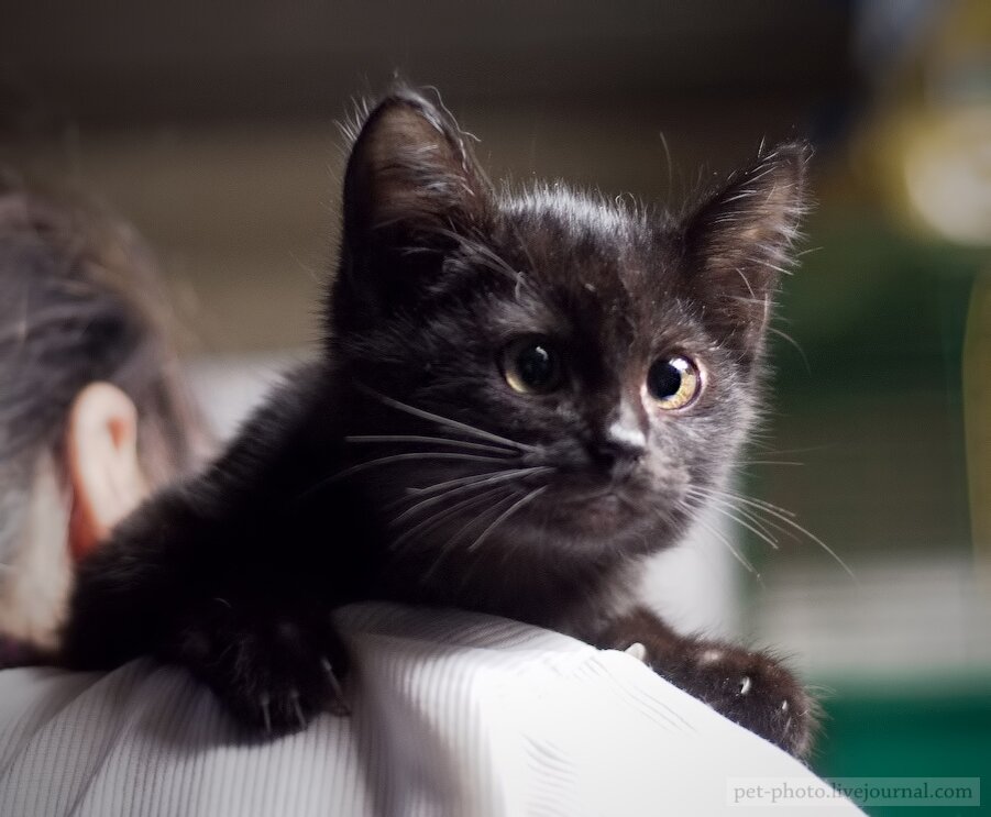 Изображение взято из открытого источника Яндекс.Картинки