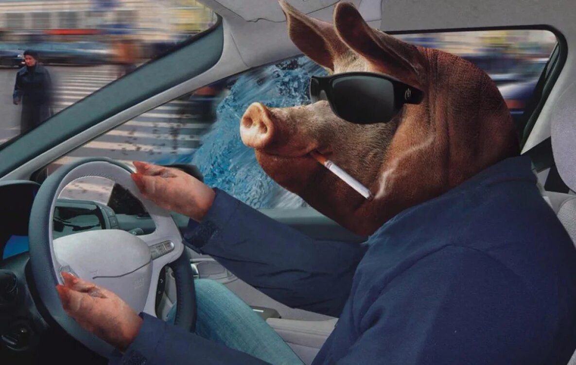 Свинья в машине