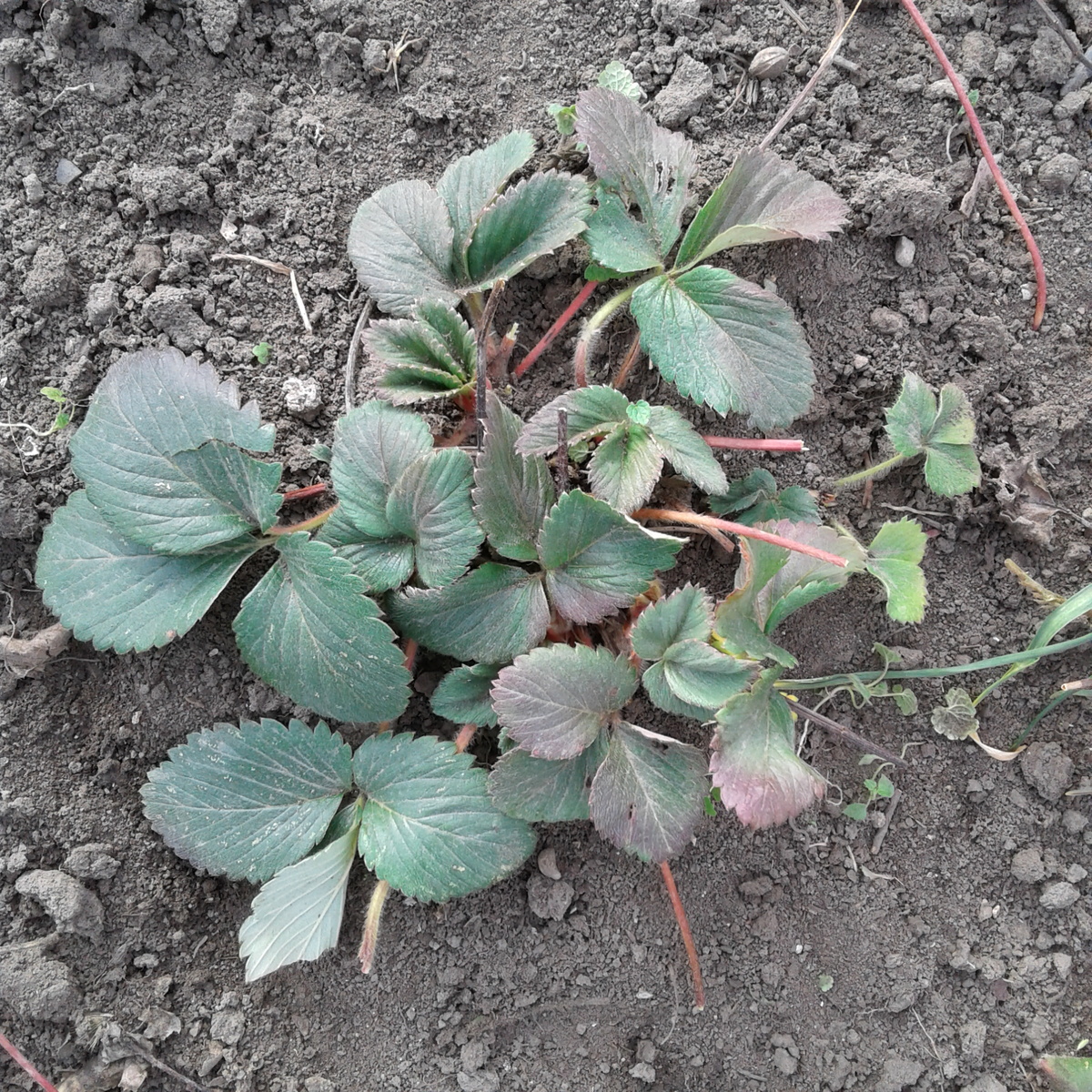 Этот же куст после обработки