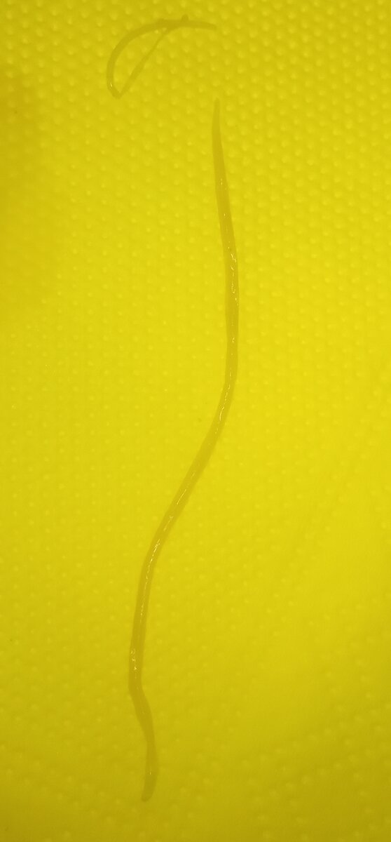 Длина около 4 см