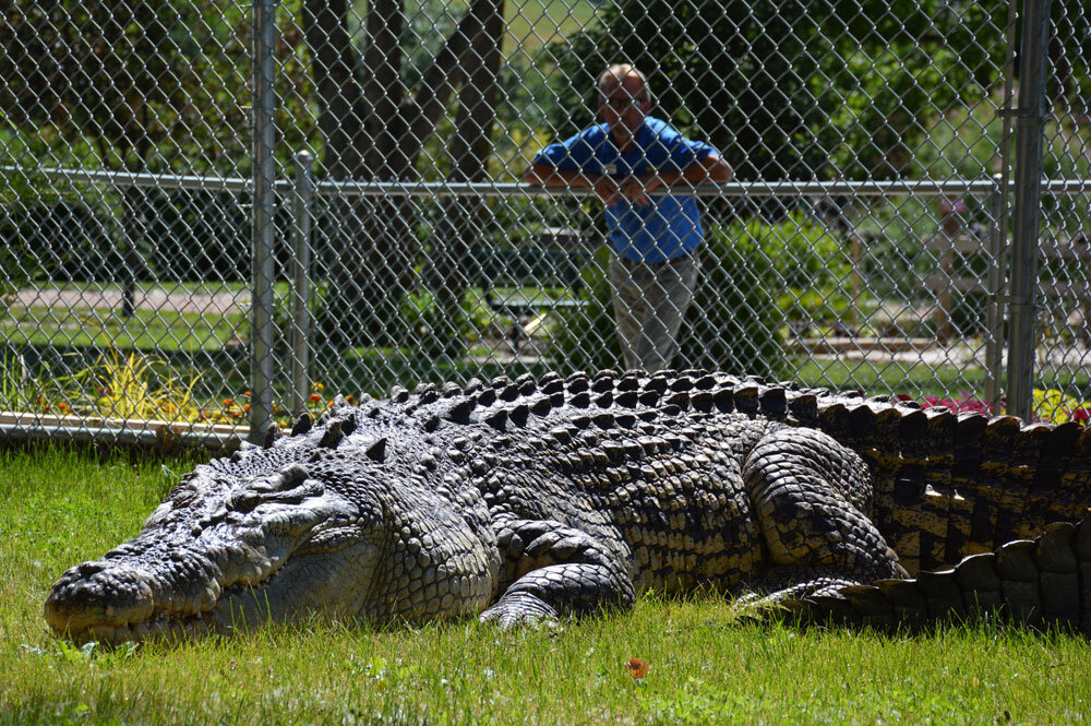 Самые большие животные список. Гигантский гребнистый крокодил. Гребнистый крокодил самый большой. Гребнистый крокодил Кассиус.