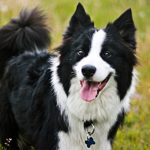 Бордер-колли.