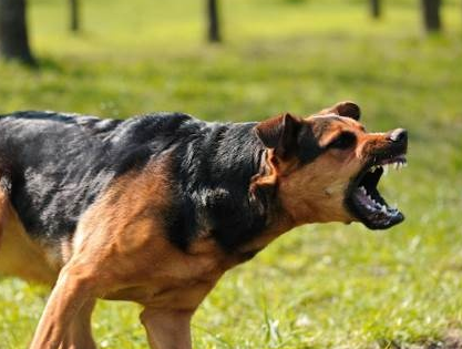 Фото взято из открытого источника в интернете. 