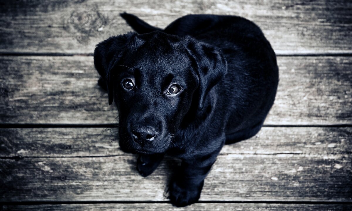 Как правильно воспитывать лабрадора !