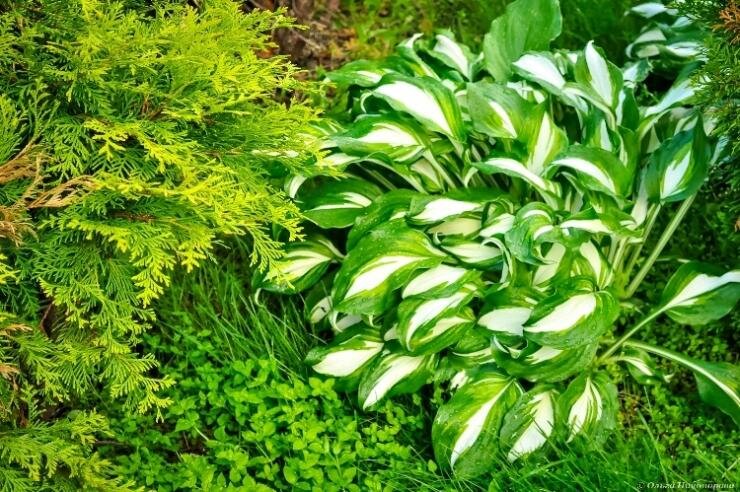 Хоста функия Сум анд Субстанке (Hosta Sum and Substance) - описание и фото растения