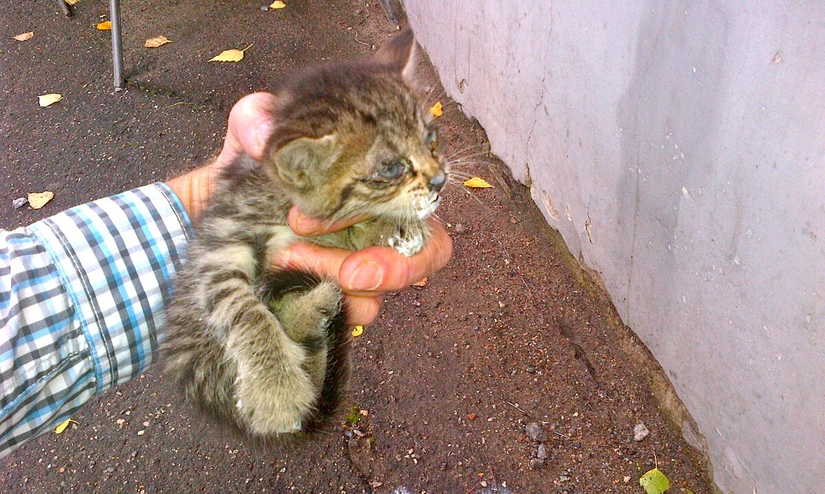 Принесли котенка домой что делать. Бездомные котята. Котенка принесли домой. Бездомного кота забрали.