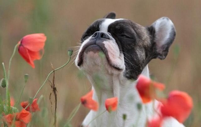 Какие запахи не нравятся собакам: список неприятных ароматов