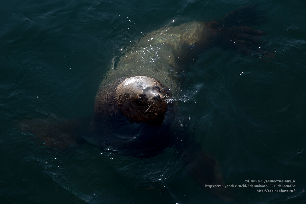 Бездонные черные глаза сивуча, попрошайничающего рыбку  
