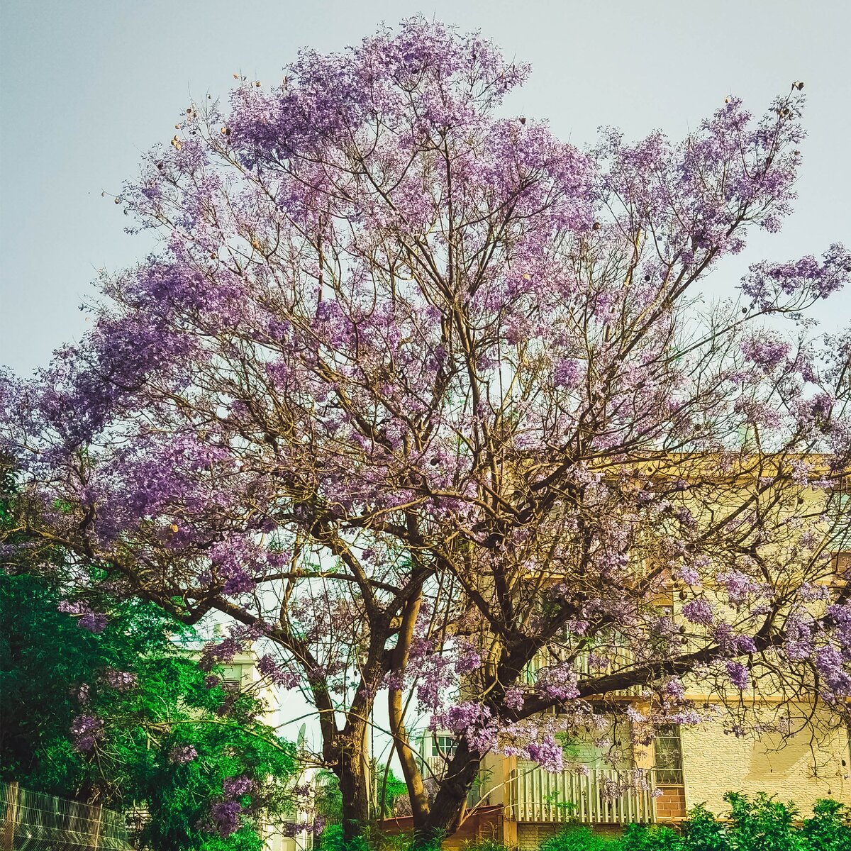 Цветущие деревья в Сочи