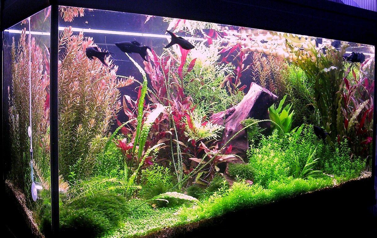 фото из открытого источника