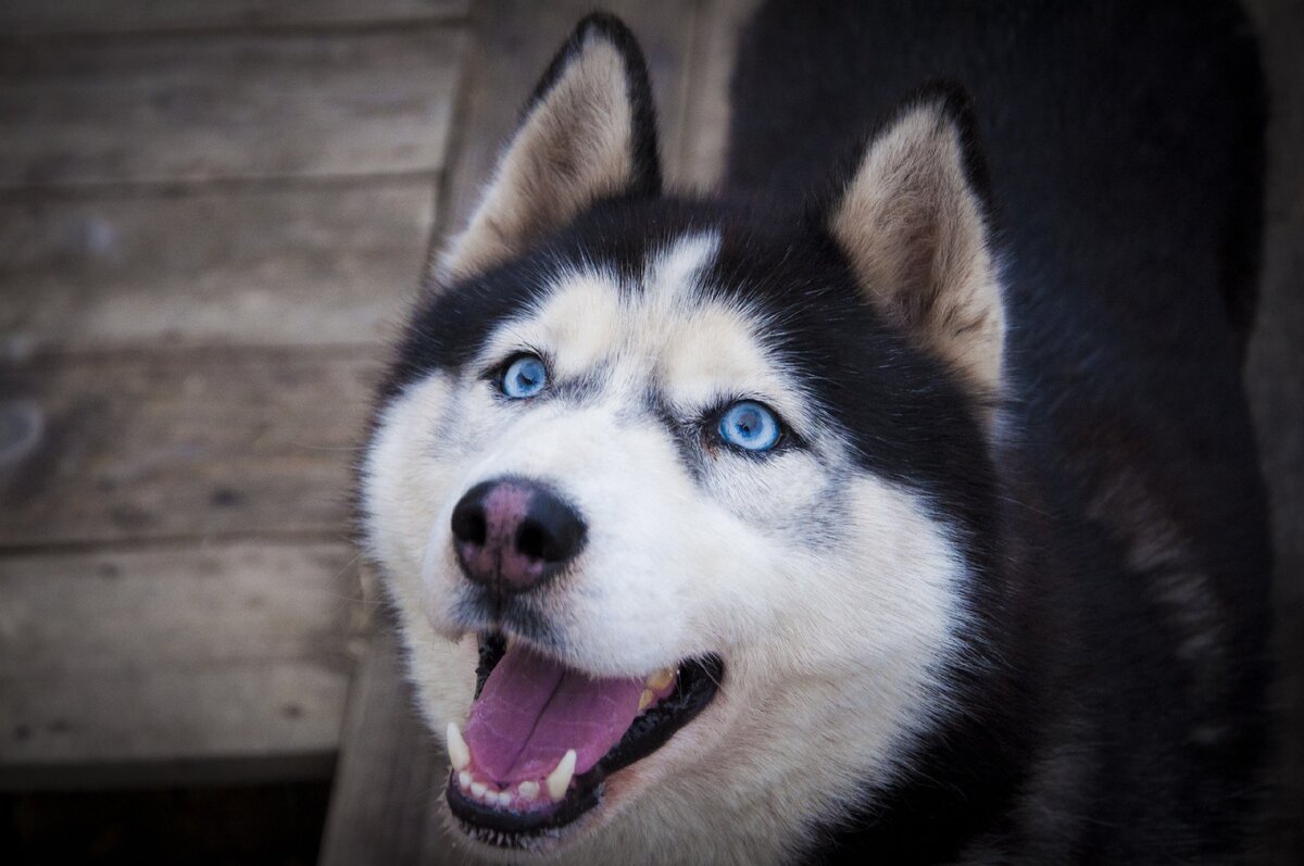 Dogs us. Хаски попрошайки. Картинка 4к хаски улыбака. Картинки сибирской хаски попрошайка. Лепсехаска это.