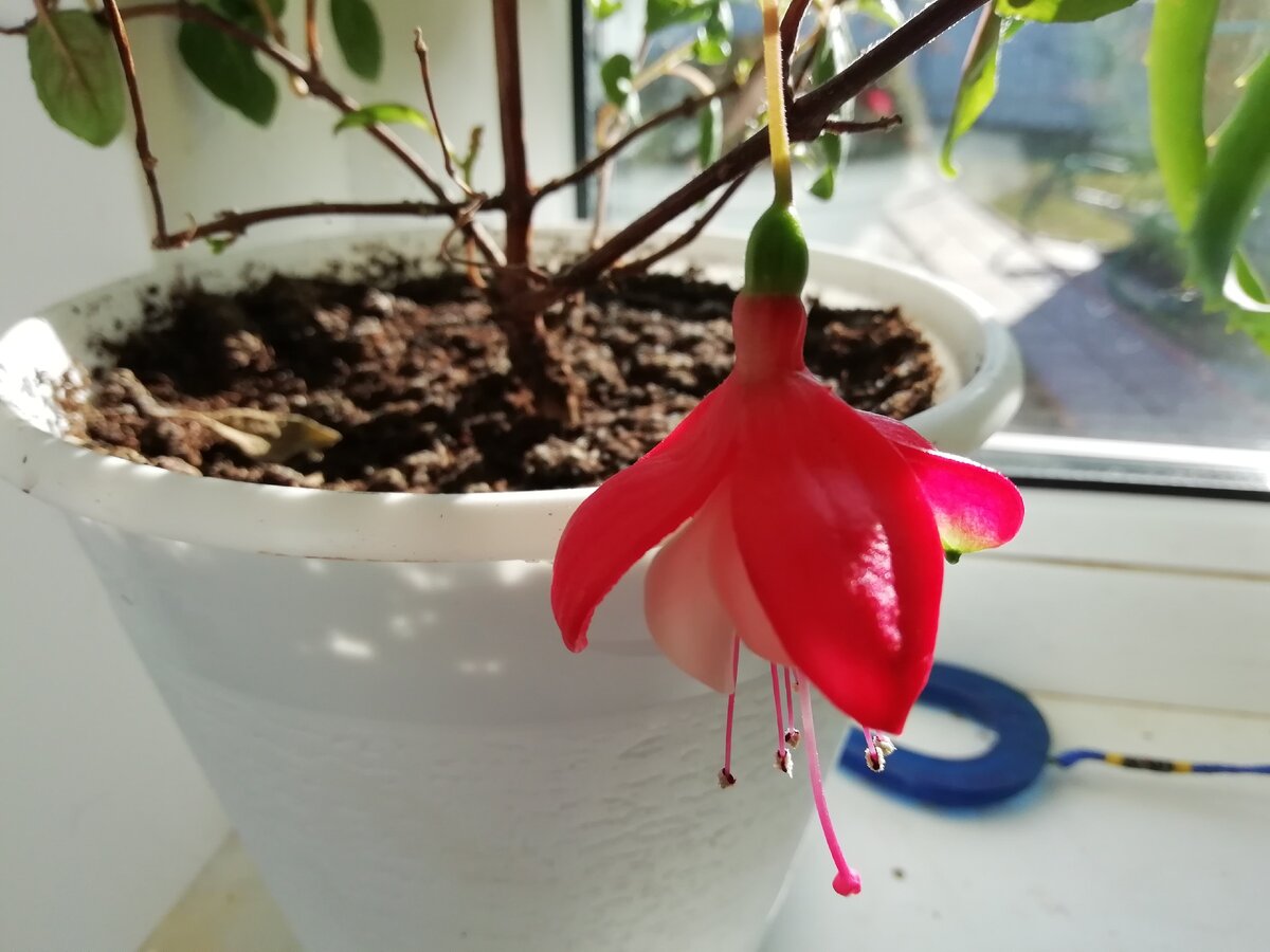 Вот она, красавица 