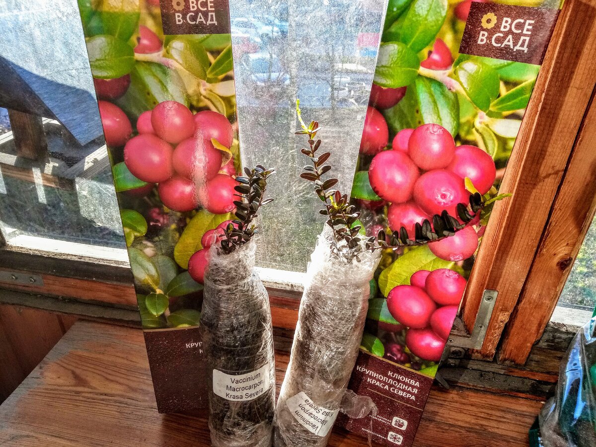 Клюква "Краса Севера"