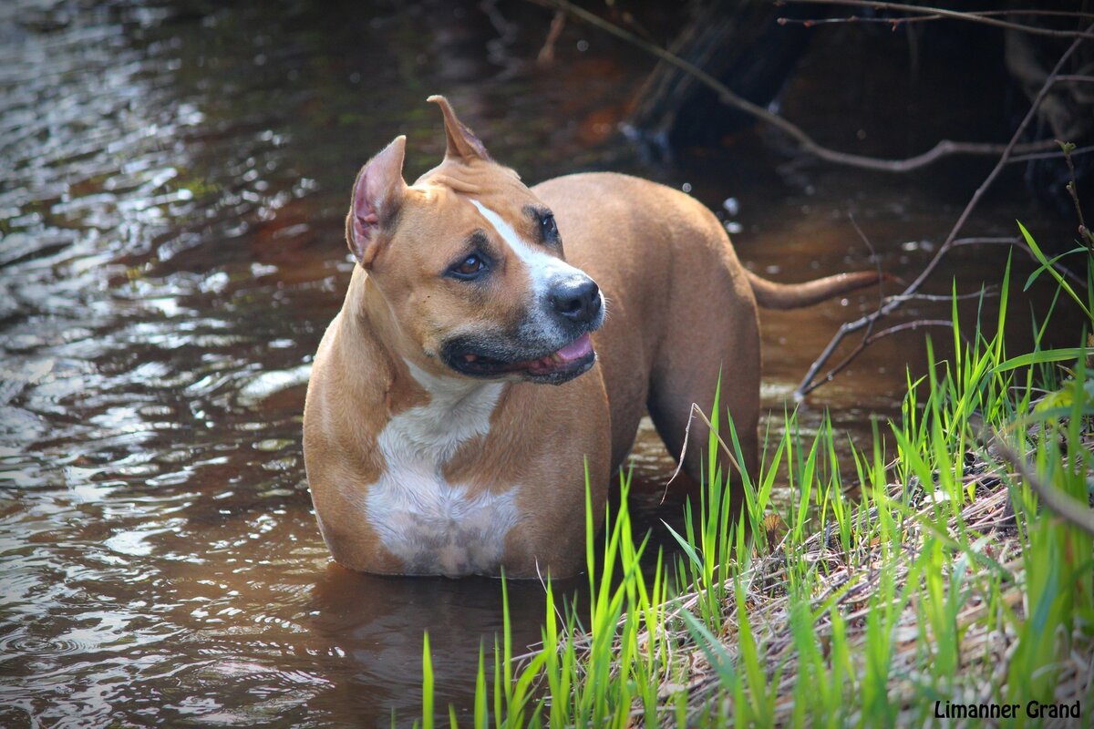 фото: limanner.com | Kennel FCI Limanner Grand - питомник АСТ