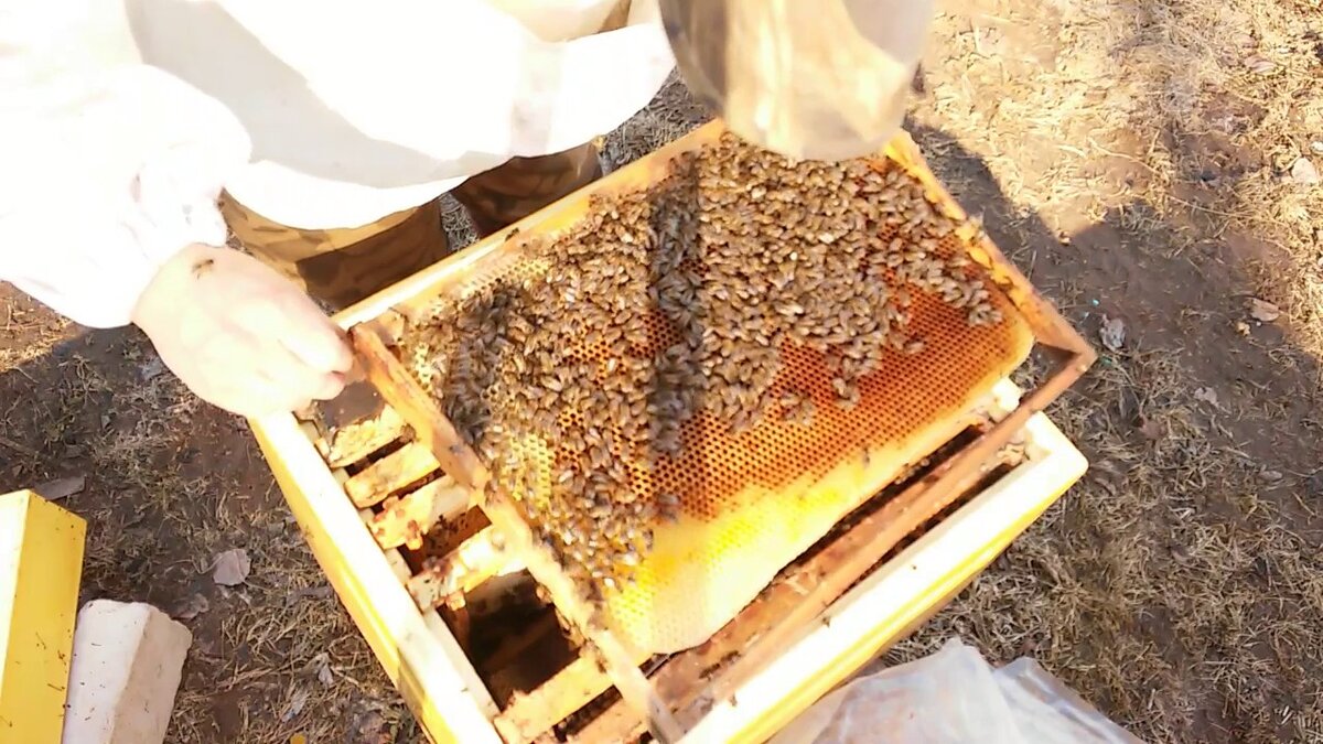 фото яндекс картинки осмотр пчел