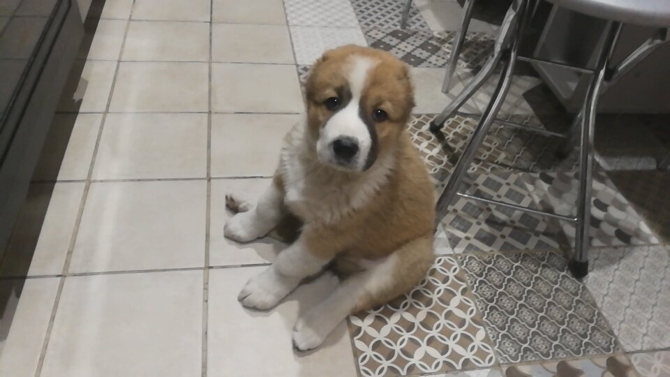 алабайка Биба