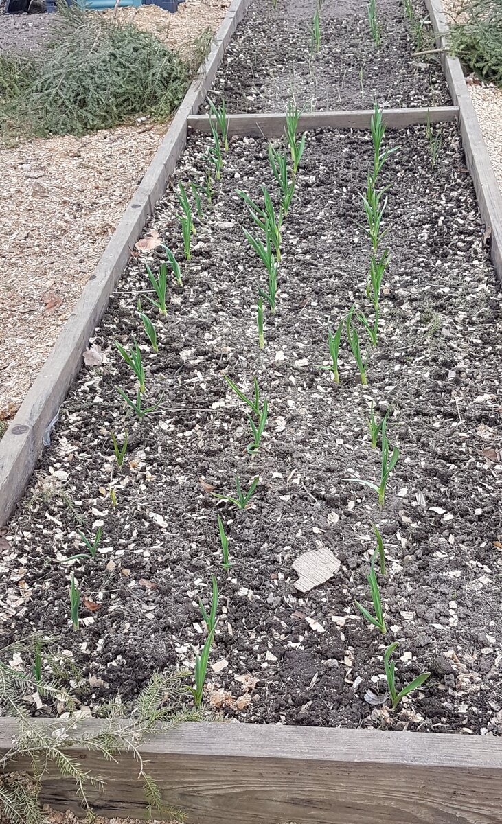 Грядка с чесноком весной.